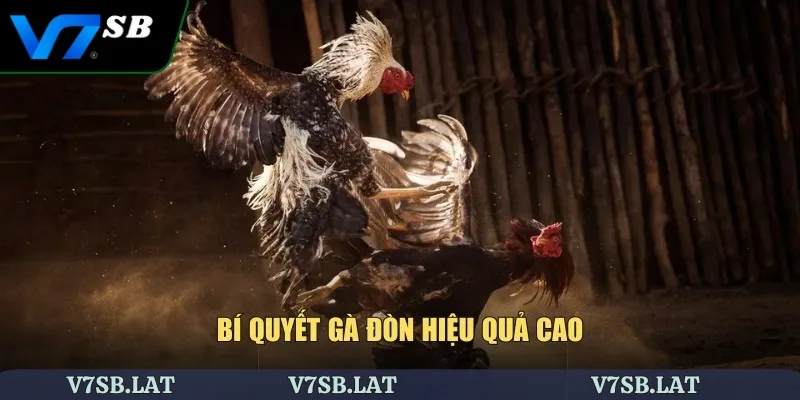 Bí quyết gà đòn hiệu quả cao