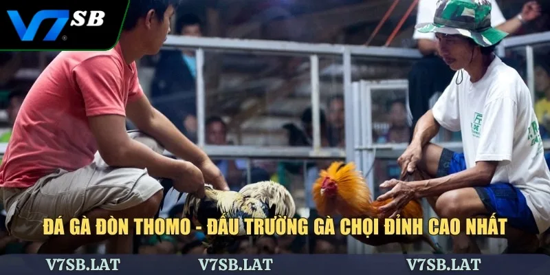 Đá Gà Đòn Thomo - Đấu Trường Gà Chọi Đỉnh Cao Nhất