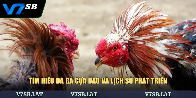 Tìm hiểu đá gà cựa dao và lịch sử phát triển